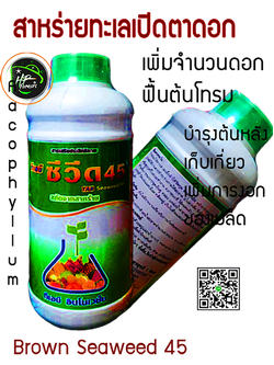 ซีวีด45[Seaweed45]:เป็นสารธรรมชาติสกัดจากสาหร่ายทะเลน้ำเย็น อุณภูมิต่ำกว่า 0 องศาเซลเซียส สายพันธุ์ "แอสโคไฟลัม โนคูชัม" นำเข้าจากไอร์แลนด์