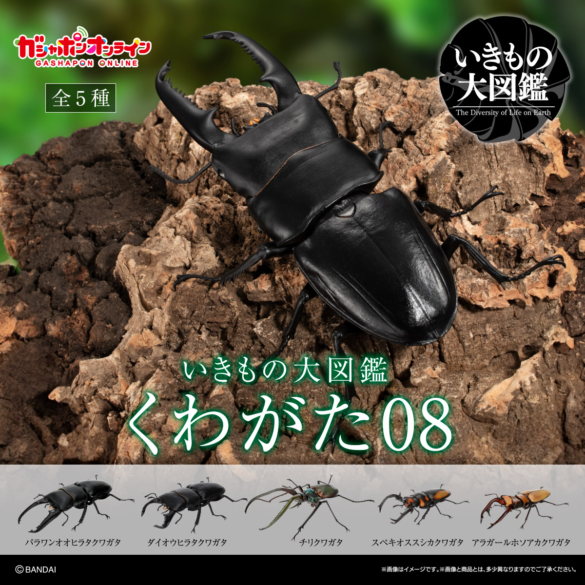 $ Ikimono Encyclopedia Stag Beetle 08