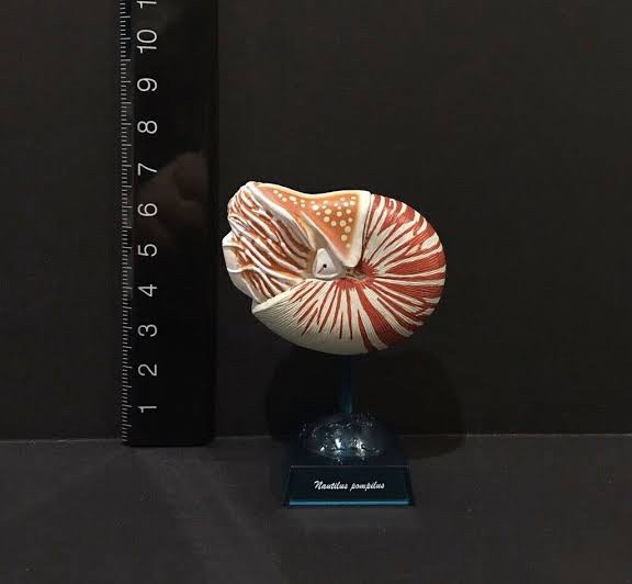 กาชาปอง Earth Life Journey Living Fossil Collection Gashapon (Set of 6) by EPOCH