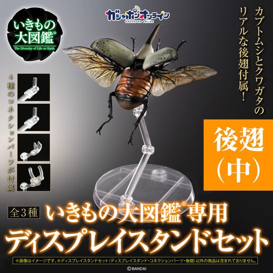 PRE-ORDER : Display Stand for Beetles and Stag Beetles Set for Exclusive Use of Ikimono Encyclopedia