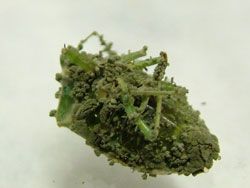 เมตาไลท์[Metarhizium sp, 600g.]: ชีวภัณฑปกป้องพืชและผลิตผลของฟาร์มคุณให้รอดพ้นจากศัตรูพืช หนอน เพลี้ยไฟ ไรเเดงด้วงเเรดมะพร้าว ด้วงหมัดผัก ด้วงอ้อย ด้วงมะพร้าว ปาล์ม อิทผาลัม ด้วงหนวดยาวอ้อย ด้วงเต่ามะเขือ เเมงอีนูน ด้วงงวงน้ำเงิน ฯลฯ ด้วยชีวภัณฑ์ราเขียวเช