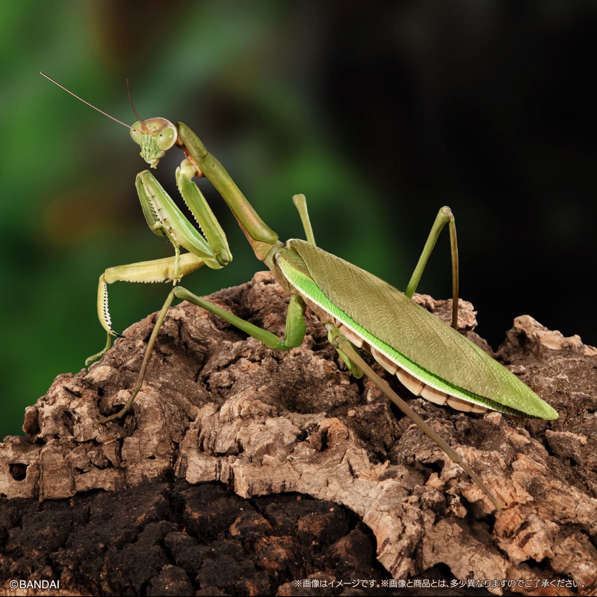 Ikimono Encyclopedia Advance Praying Mantis & Oriental Long-headed Grasshopper