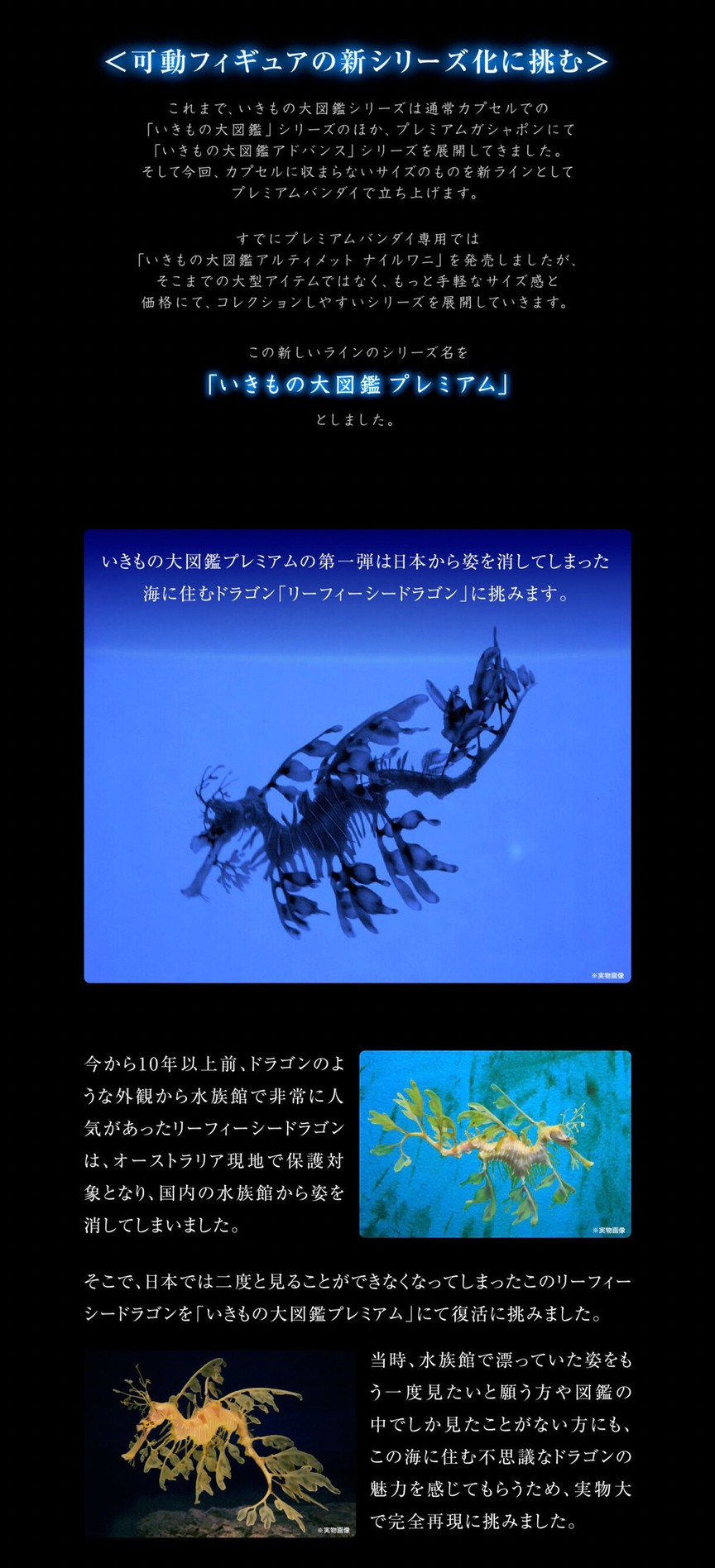 PRE-ORDER : Ikimono Encyclopedia Premium Leafy seadragon