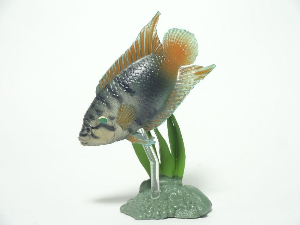 กาชาปอง Freshwater Fish Collection vol. 1 Gashapon (Set of 13) by Yujin