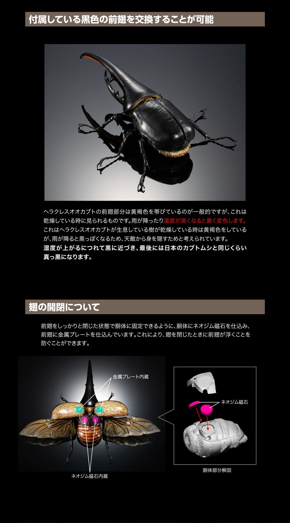 PRE-ORDER : Ikimono Encyclopedia Premium Hercules Beetle (Dynastes hercules)