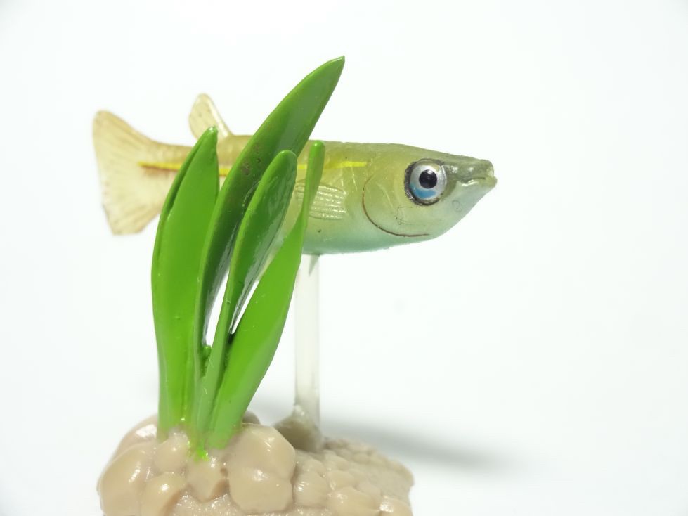 กาชาปอง Freshwater Fish Collection vol. 1 Gashapon (Set of 13) by Yujin