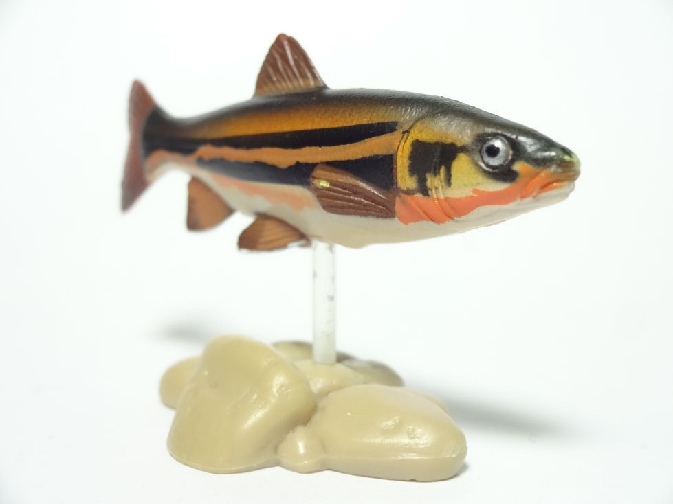 กาชาปอง Freshwater Fish Collection vol. 1 Gashapon (Set of 13) by Yujin