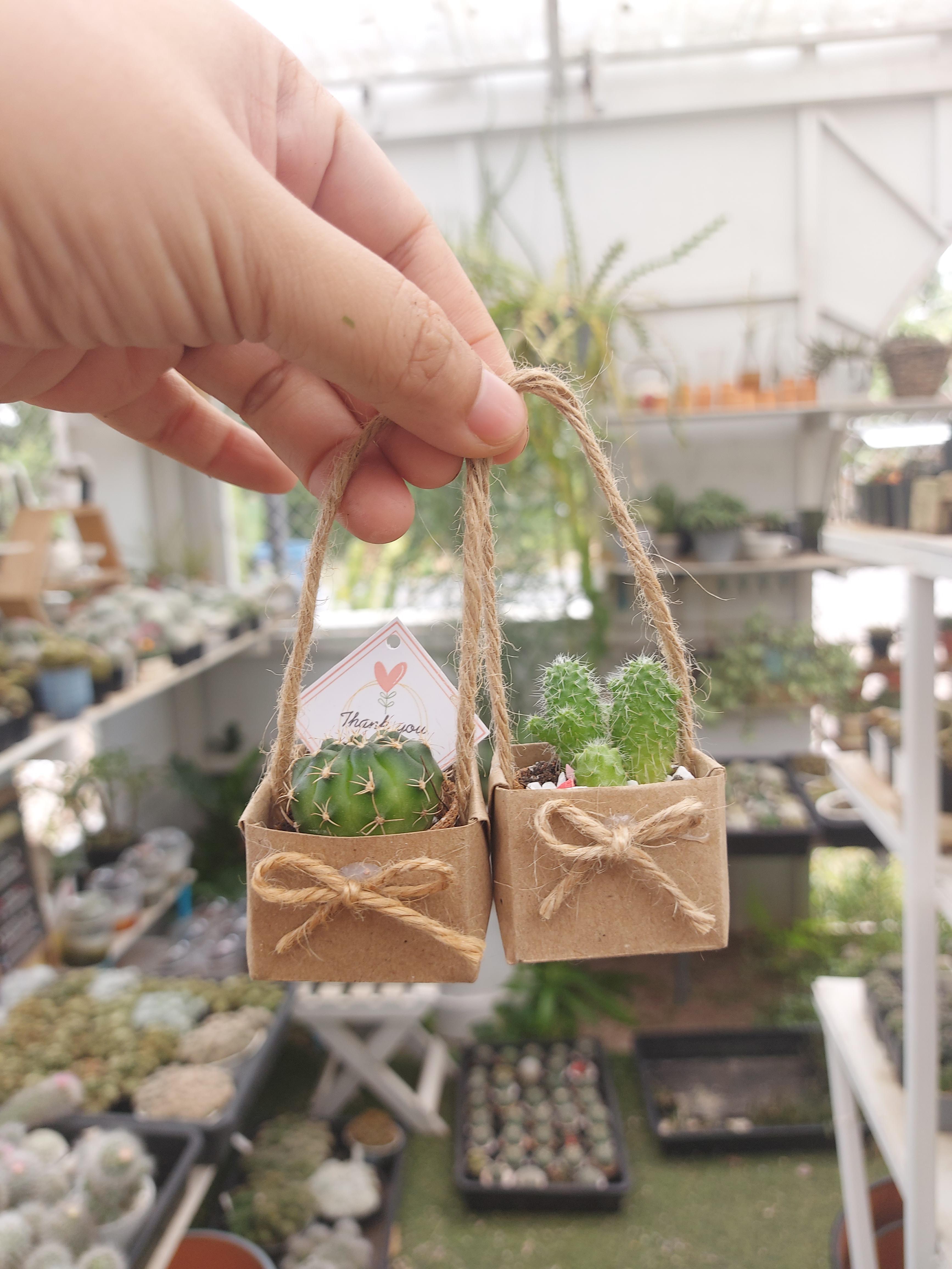 ของชำร่วยต้นไม้จริงในกล่องจิ๋วพร้อมหูหิ้ว แนวใหม่ไม่เหมือนใคร
