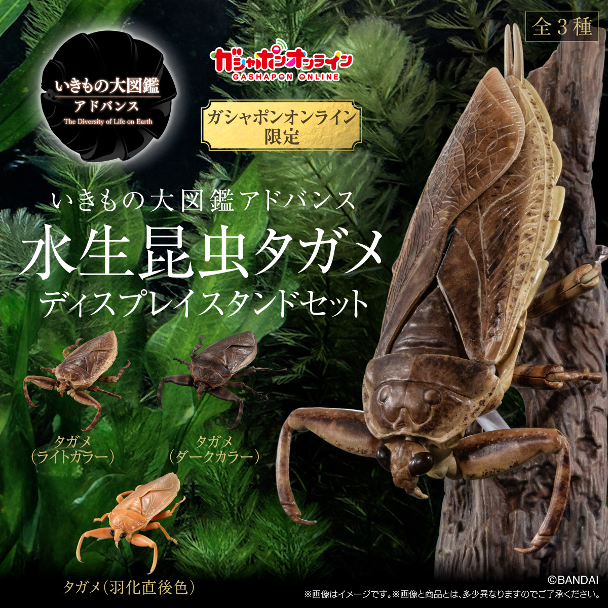 PRE-ORDER 2024.10 : Ikimono Encyclopedia Advance Giant Water Bug Display Stand Set (PB)