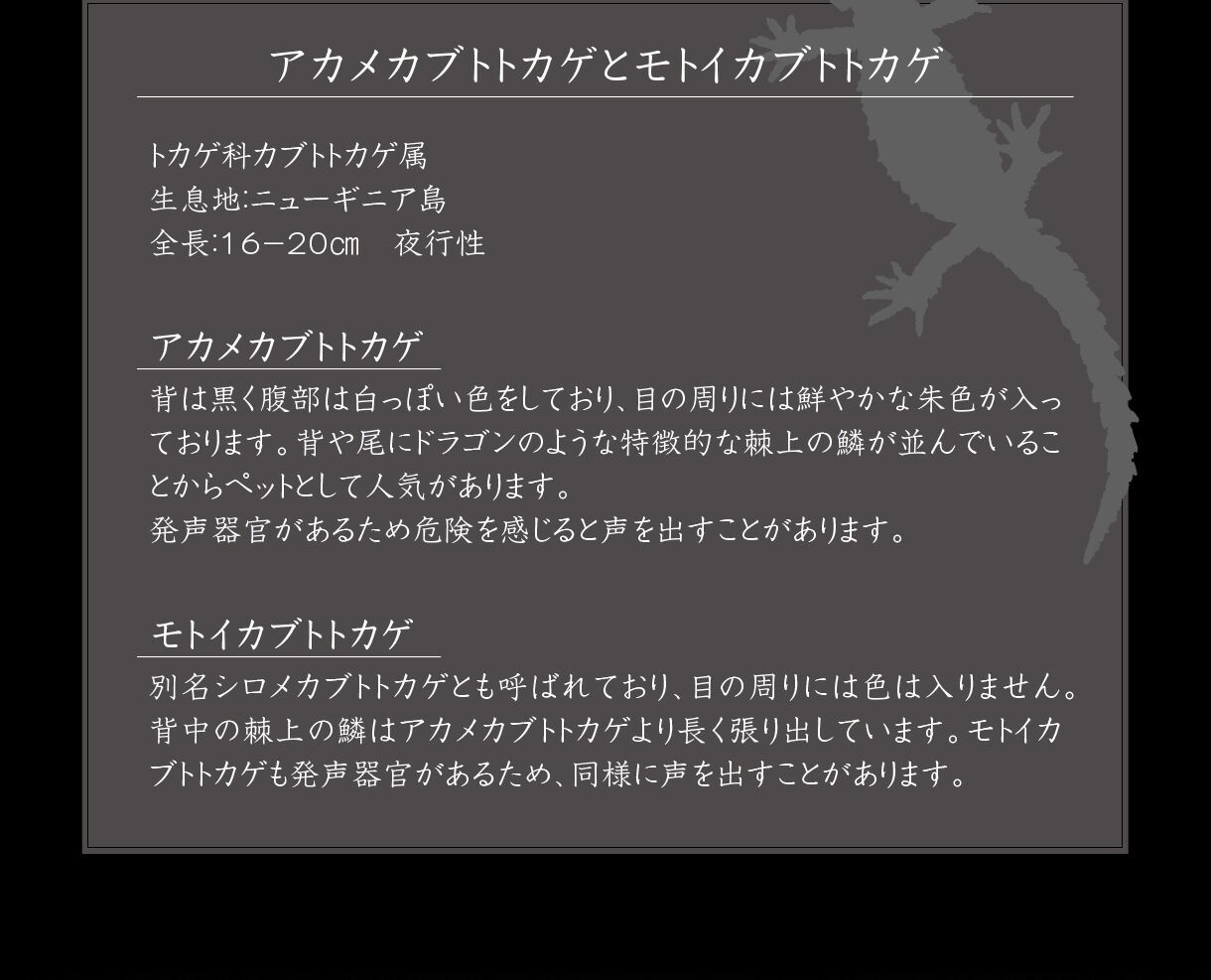 PRE-ORDER : Ikimono Daizukan Red-eyed Crocodile Lizard and Motoikabuto Lizard (Random)