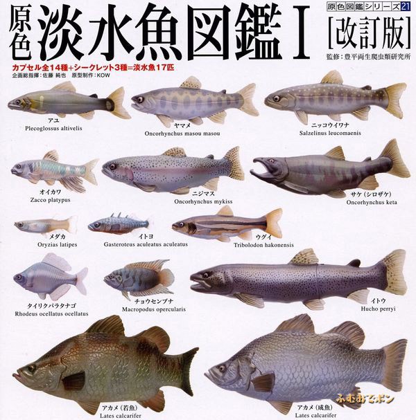 กาชาปอง Freshwater Fish Collection vol. 1 Gashapon (Set of 13) by Yujin