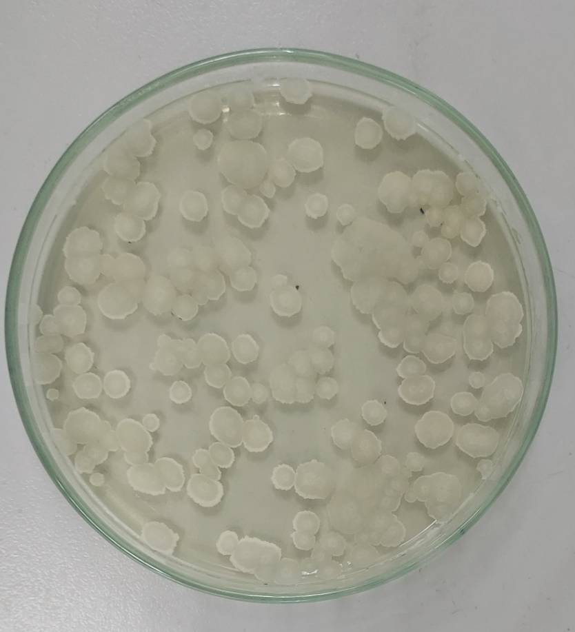 เจน-แบค[Gen-bac]200g: แบคทีเรียชีวภัณฑ์ควบคุมโรคพืชหยุดการเเพร่ระบาดและทำลายเชื้อโรคนั้นๆ ลดความเสียหายต่อพืชและผลผลิต ควบคุมเชื้อโรคกลุ่มเเบคทีเรียและเชื้อรา หยุดการลุกลามของโรคได้ชงัด ป้องกันได้ทางราก ลำต้น กิ่งใบและผล ปลอดภัยต่อสิ่งที่มีชีวิตทุกชนิด