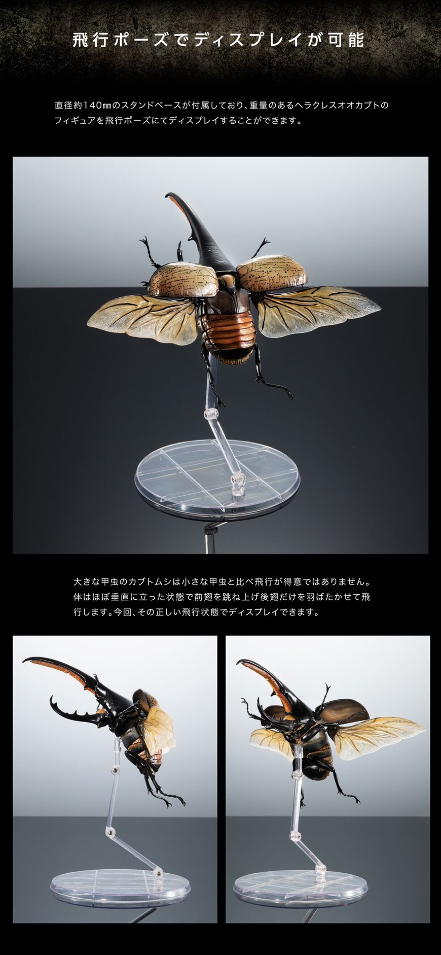 PRE-ORDER : Ikimono Encyclopedia Premium Hercules Beetle (Dynastes hercules)