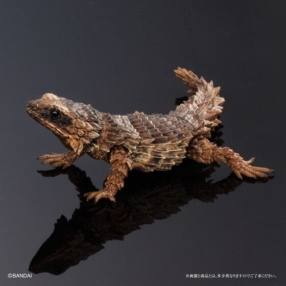 PRE-ORDER : Ikimono Encyclopedia Advance Armadillo Lizards (Random)