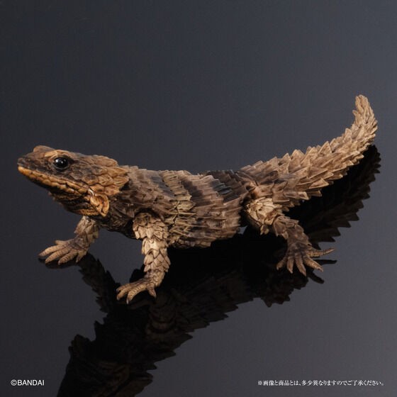 PRE-ORDER : Ikimono Encyclopedia Advance Armadillo Lizards (Random)