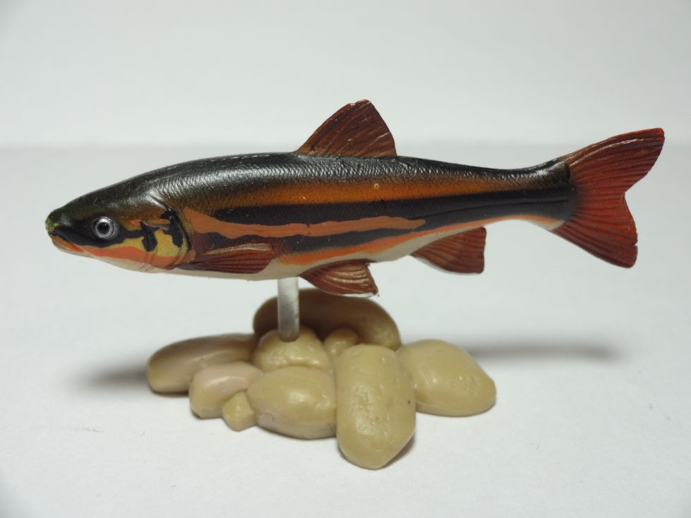 กาชาปอง Freshwater Fish Collection vol. 1 Gashapon (Set of 13) by Yujin