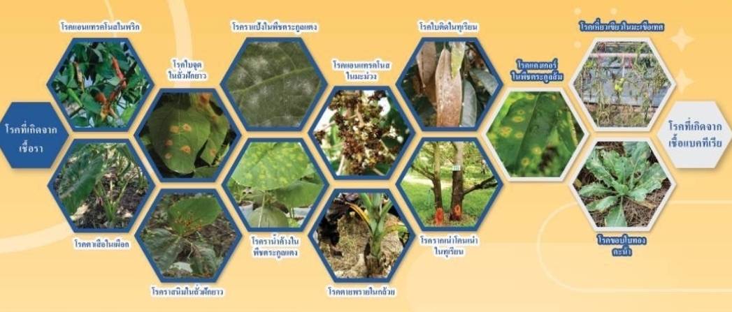 เจน-แบค[Gen-bac]200g: แบคทีเรียชีวภัณฑ์ควบคุมโรคพืชหยุดการเเพร่ระบาดและทำลายเชื้อโรคนั้นๆ ลดความเสียหายต่อพืชและผลผลิต ควบคุมเชื้อโรคกลุ่มเเบคทีเรียและเชื้อรา หยุดการลุกลามของโรคได้ชงัด ป้องกันได้ทางราก ลำต้น กิ่งใบและผล ปลอดภัยต่อสิ่งที่มีชีวิตทุกชนิด