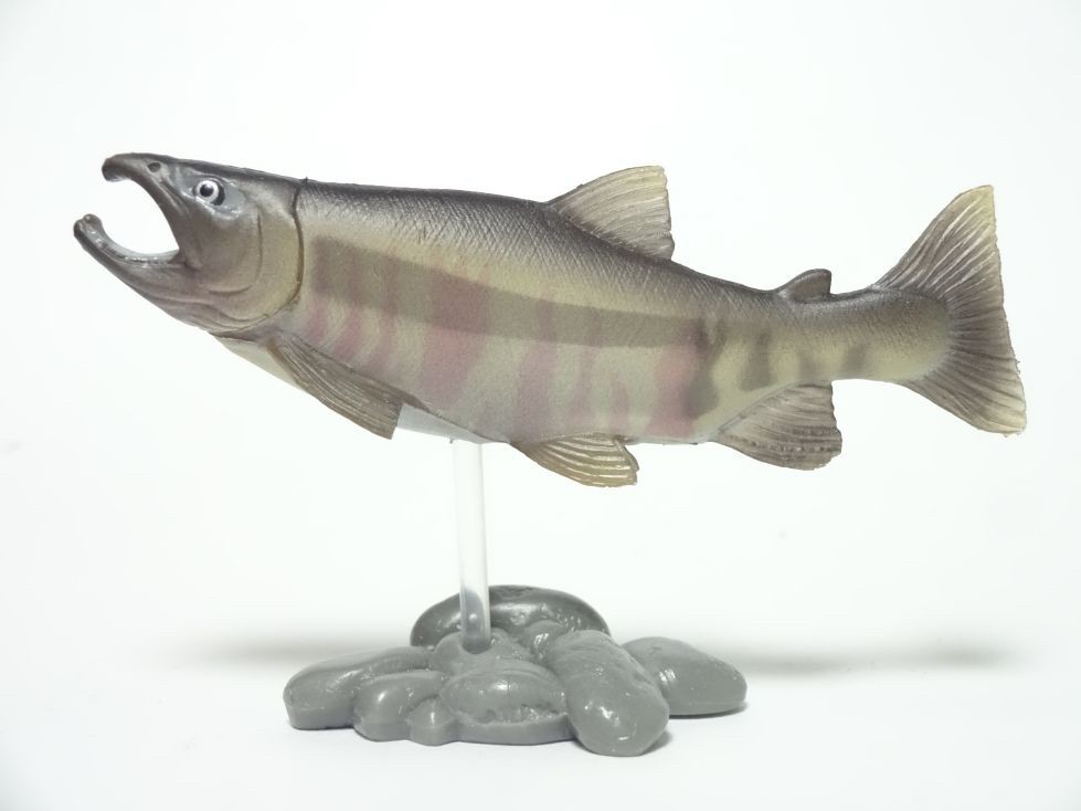 กาชาปอง Freshwater Fish Collection vol. 1 Gashapon (Set of 13) by Yujin