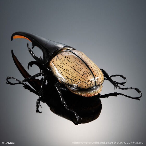 PRE-ORDER : Ikimono Encyclopedia Premium Hercules Beetle (Dynastes hercules)