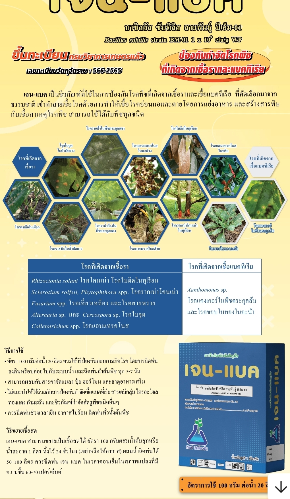 เจน-แบค[Gen-bac]200g: แบคทีเรียชีวภัณฑ์ควบคุมโรคพืชหยุดการเเพร่ระบาดและทำลายเชื้อโรคนั้นๆ ลดความเสียหายต่อพืชและผลผลิต ควบคุมเชื้อโรคกลุ่มเเบคทีเรียและเชื้อรา หยุดการลุกลามของโรคได้ชงัด ป้องกันได้ทางราก ลำต้น กิ่งใบและผล ปลอดภัยต่อสิ่งที่มีชีวิตทุกชนิด