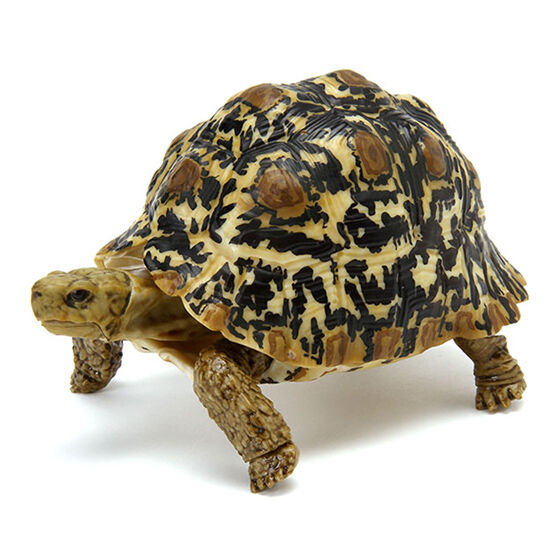 $ Ikimono Encyclopedia Turtle 06