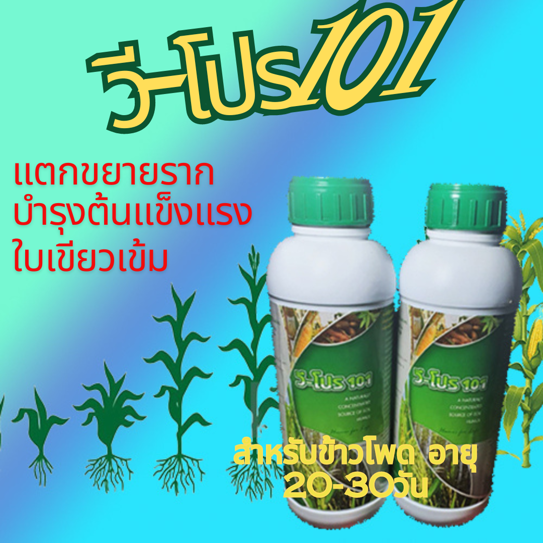 วี-โปร101,1L[ฮิวมิก เอซิด10%SC]: เร่งใบเขียวเข้ม ขยายเซลใบเต่งตึง เพิ่มขนาดใบ กระตุ้นรากฟื้นต้น ปรับเคมีเเละโครงสร้างดินเพิ่มการดูดซับตรึงธาตุอาหารลดการสูญเสียจากการชะล้างรักษาดินดียั่งยืน เเก้ดินเสื่อมพืชไม่กินปุ๋ยยอดไม่เดิน ส่งเสริมพืชเติบโตเเข็งเเรงต้า