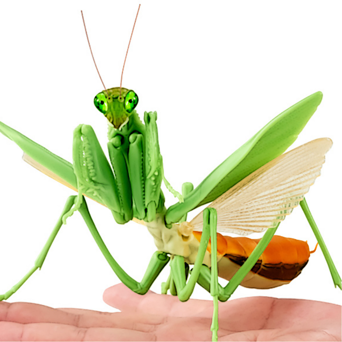 $ Ikimono Encyclopedia Mantis 01