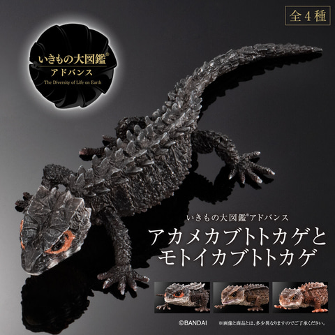$ Ikimono Encyclopedia Advance Red-eyed Crocodile Skink (PB)