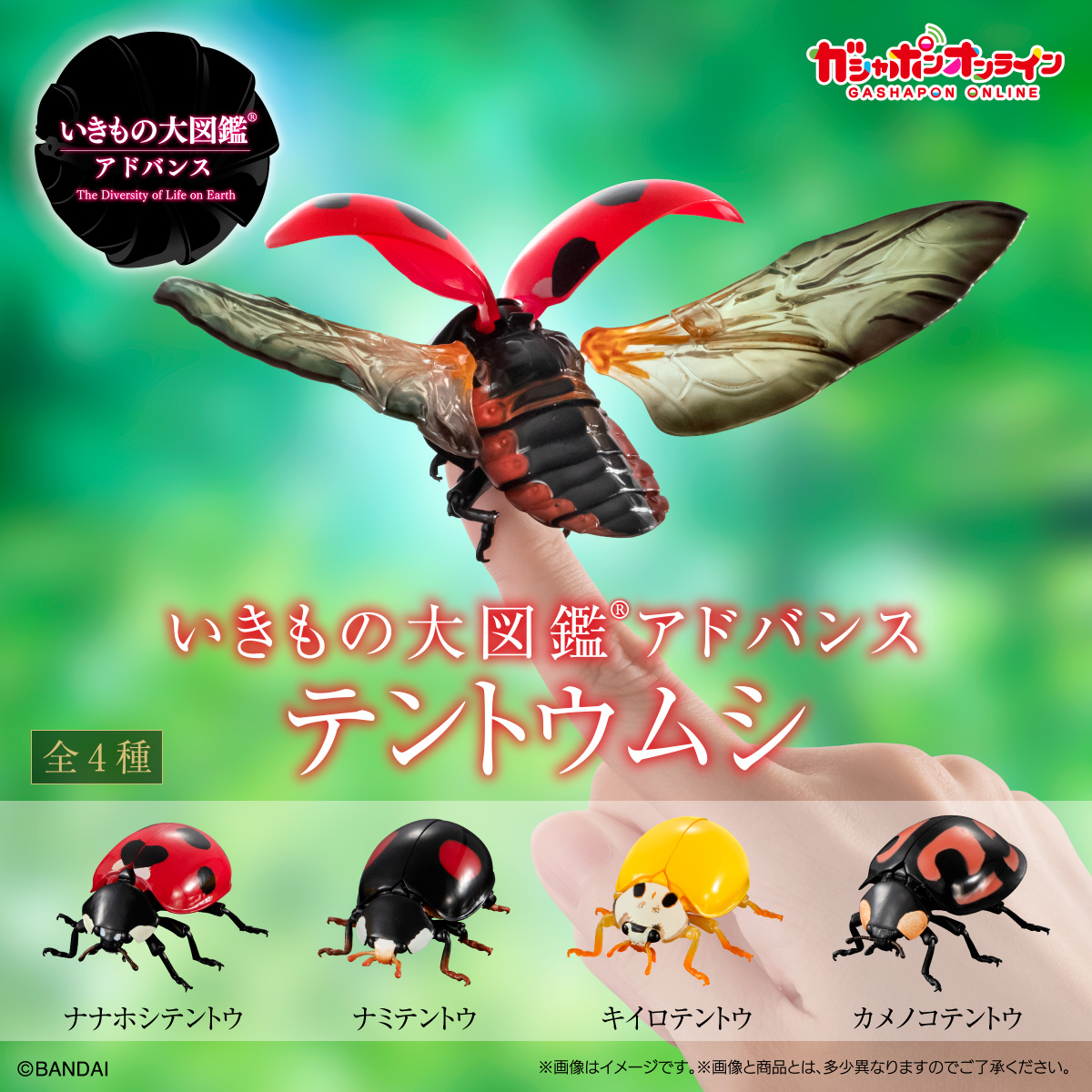$ Ikimono Encyclopedia Advance Ladybird (PB)