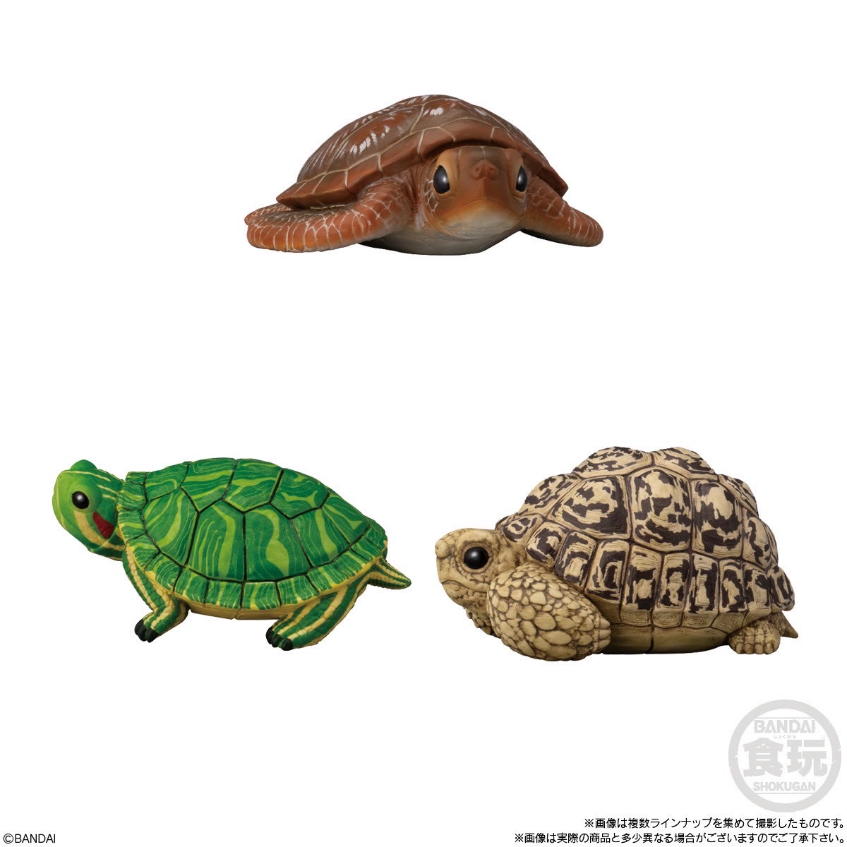 โมเดล สัตว์น่ารัก Tenori Friends 11 Reptiles & Amphibians by Bandai