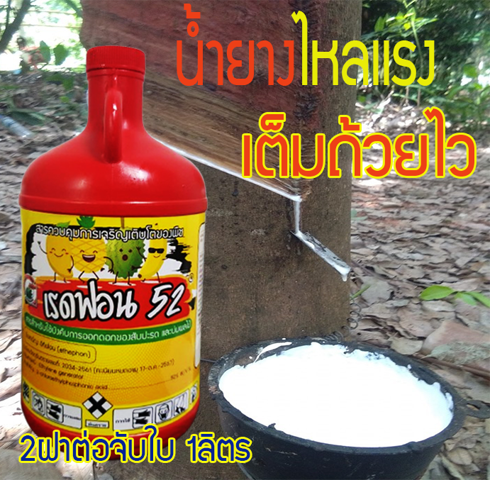 เรดฟอนท์52[REDPHON52,1L]: ฮอร์โมนสูตรเร่งน้ำยางพาราไหลเเรง น้ำยางเยอะ ใช้เพียง 2ฝา(5ซ๊ซ๊)ป้ายครั้งเดียวกรีดได้ทั้งเดือน น้ำยางเข้มข้นสูง ต้นยางไม่โทรม แบรนด์อีโทนัสเท่านั้นทำได้