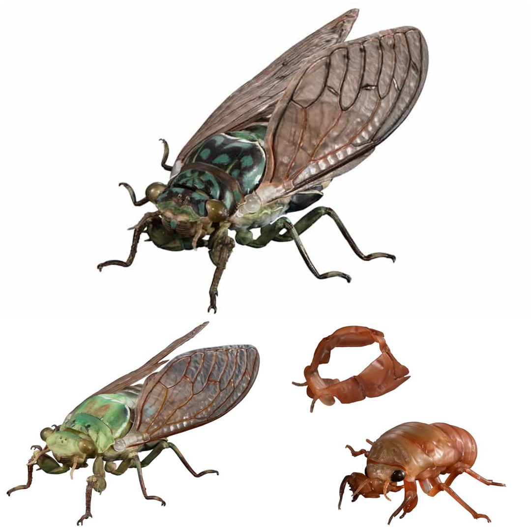 $R Ikimono Encyclopedia Advance Cicada (PB)