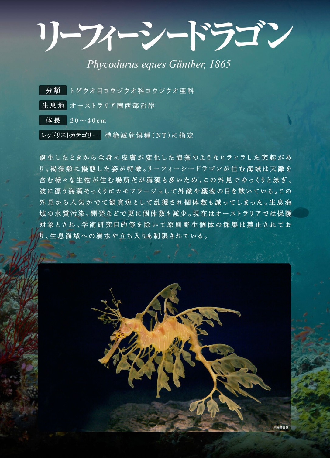 PRE-ORDER : Ikimono Encyclopedia Premium Leafy seadragon