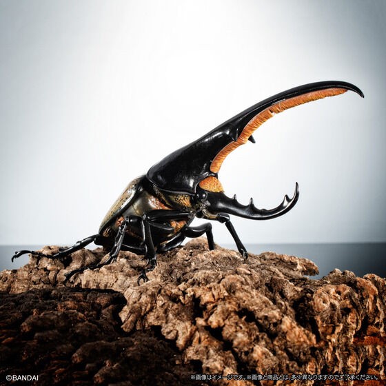 PRE-ORDER : Ikimono Encyclopedia Premium Hercules Beetle (Dynastes hercules)