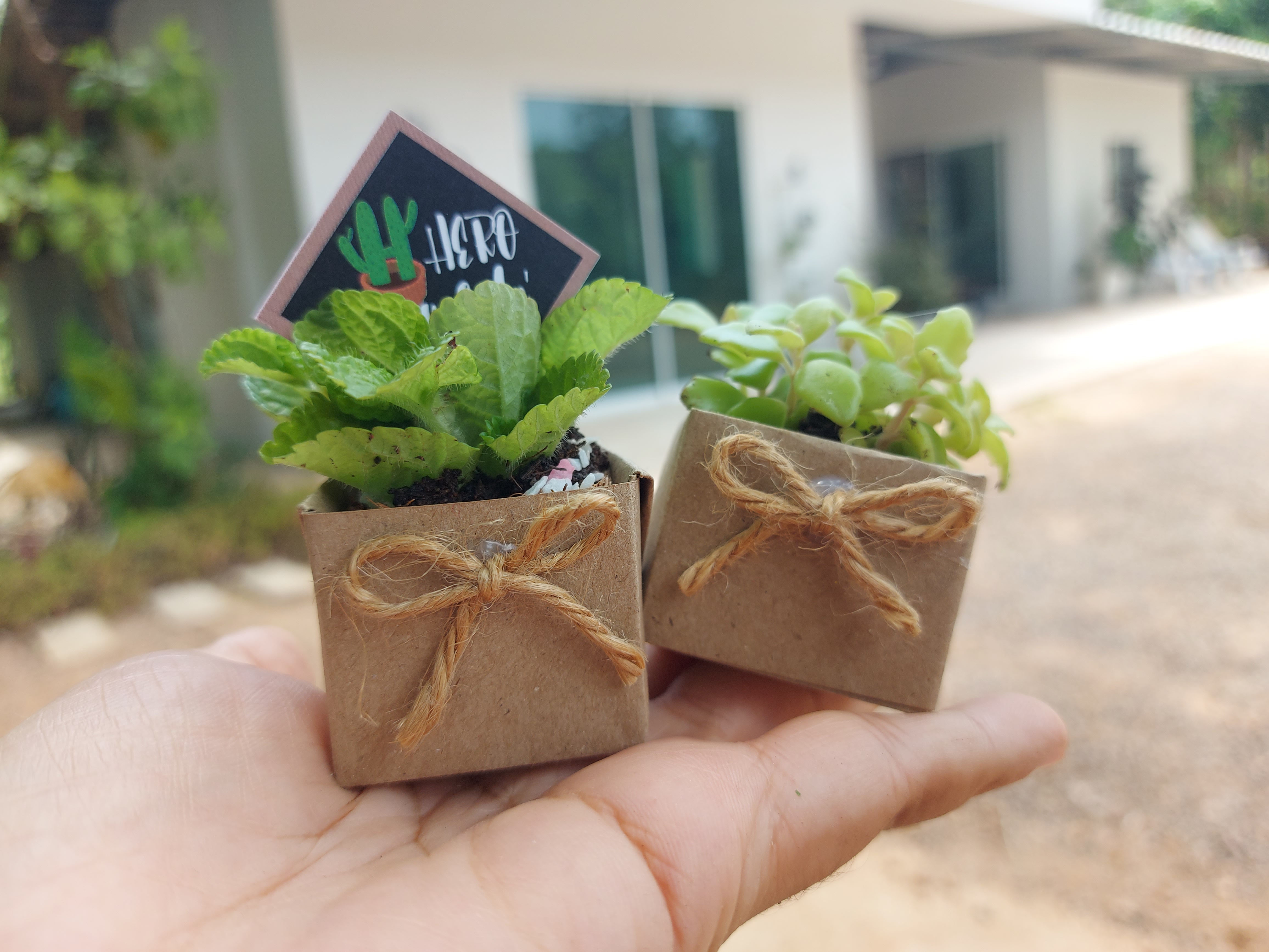 ของชำร่วยต้นไม้จริงในกล่องจิ๋ว ที่เดียวที่แรก