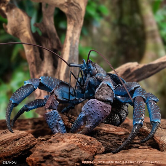 PRE-ORDER : Ikimono Encyclopedia Premium Coconut Crab