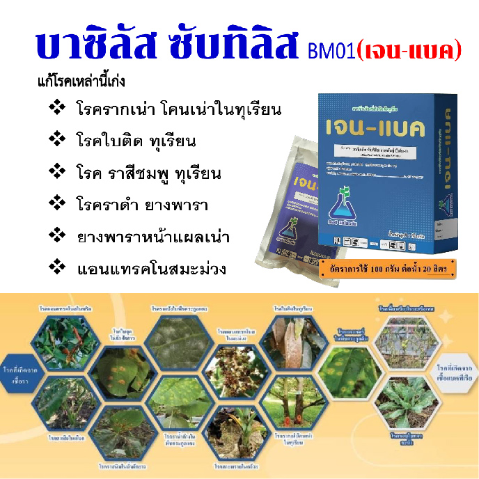 เจน-แบค(500 กรัม):แบคทีเรียเชื้อพิฆาตินักทำลายเขี้อสาเหตุโรคพืช ออกฤทธิ์กำจัดเชื้อโรคที่แผลได้ทันทีไม่เเพ้การสารเคมีแต่ปลอดภัยต่อชิวิตท่านเเละผู้บริโภค หรือจะใช้เชิงป้องกันไม่ให้เชื้อโรคร้ายระบาดล่วงหน้าไม่ว่าเชือร้ายจะมาทางดินเเละน้ำ(ราก) หรือจะมาทางอากา