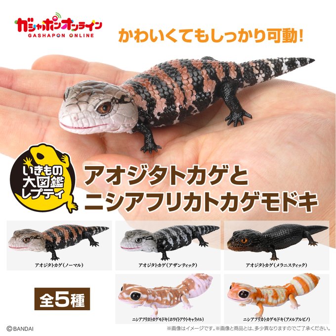 $ Ikimono Encyclopedia Reptile Blue-tongued Skink & African Fat-tailed Gecko