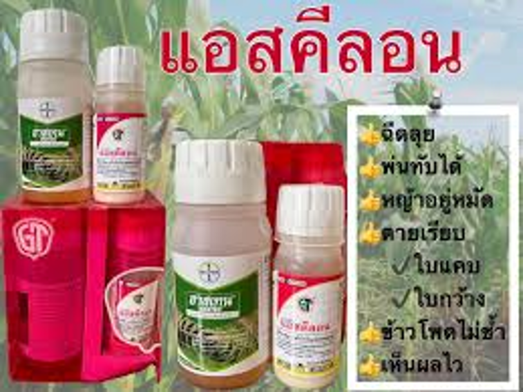 แอสคีลอน 6R (Aschilon®): สารกำจัดวัชพืชที่มีประสิทธิภาพสูงสุดสำหรับไร่ข้าวโพดและอ้อยของคุณ! ✅ **ควบคุมวัชพืชได้ตรงจุด**: ✅ **ปลอดภัยต่อข้าวโพด**: ไม่ทำให้ข้าวโพดเสียหาย ✅ **สะอาดยาวนาน**: ✅ **ผลผลิตเพิ่มขึ้น**: ข้าวโพดเติบโต