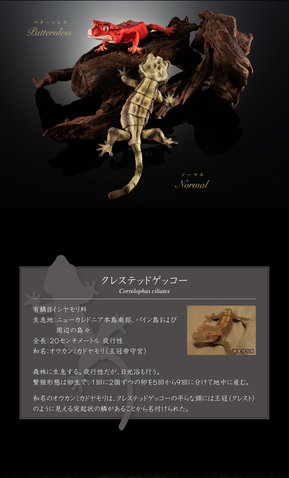 PRE-ORDER : Ikimono Encyclopedia Advance Crested Gecko (Random)