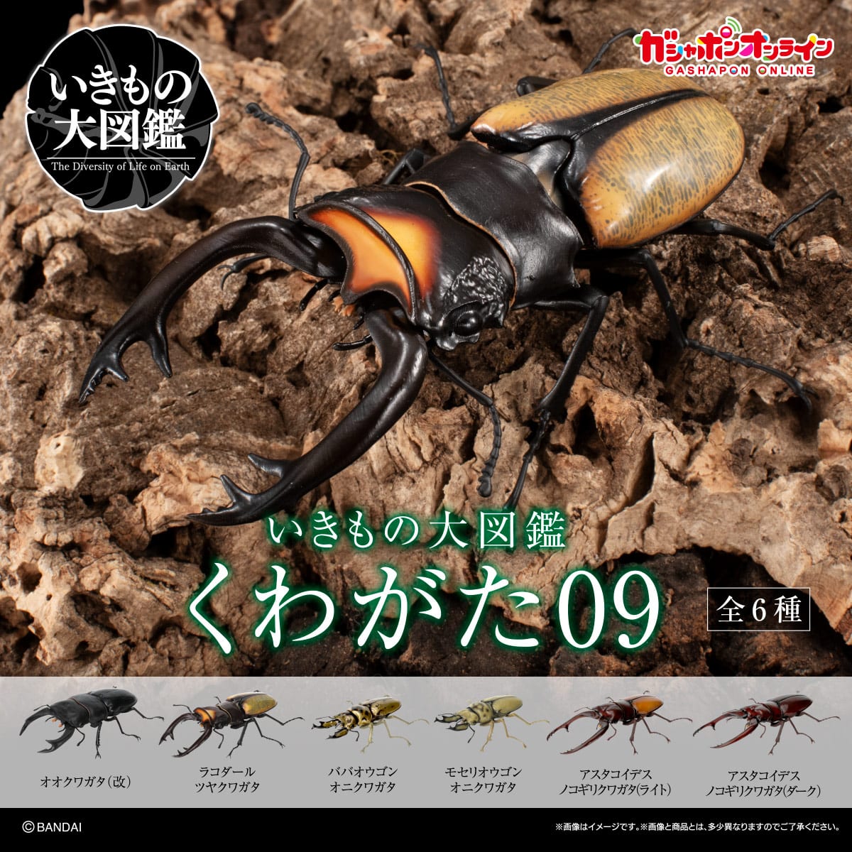 $ Ikimono Encyclopedia Stag Beetle 09