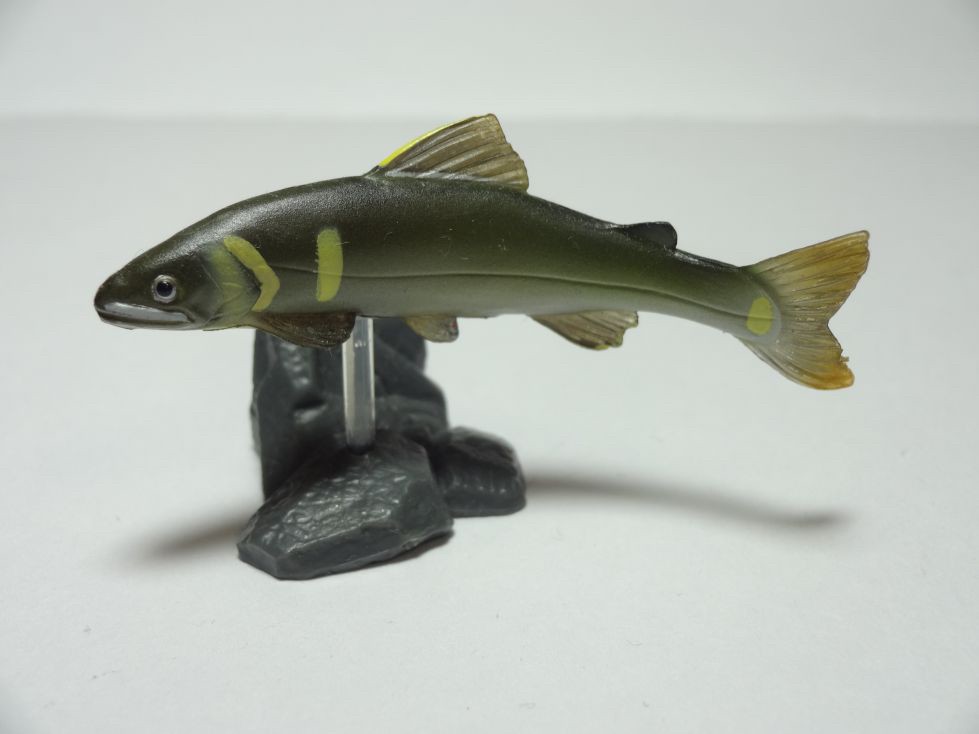 กาชาปอง Freshwater Fish Collection vol. 1 Gashapon (Set of 13) by Yujin