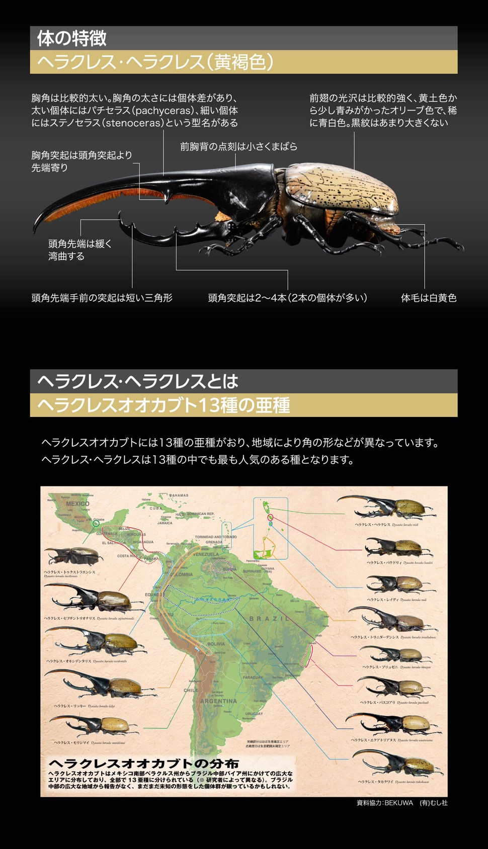 PRE-ORDER : Ikimono Encyclopedia Premium Hercules Beetle (Dynastes hercules)