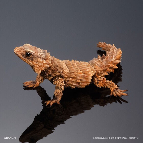 PRE-ORDER : Ikimono Encyclopedia Advance Armadillo Lizards (Random)