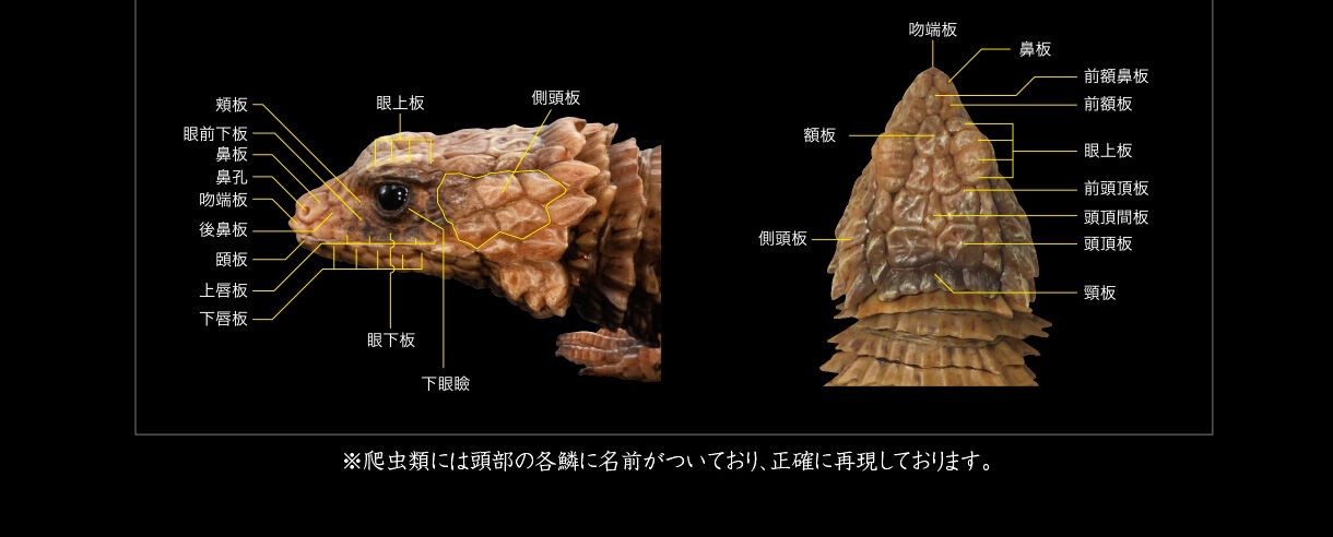 PRE-ORDER : Ikimono Encyclopedia Advance Armadillo Lizards (Random)
