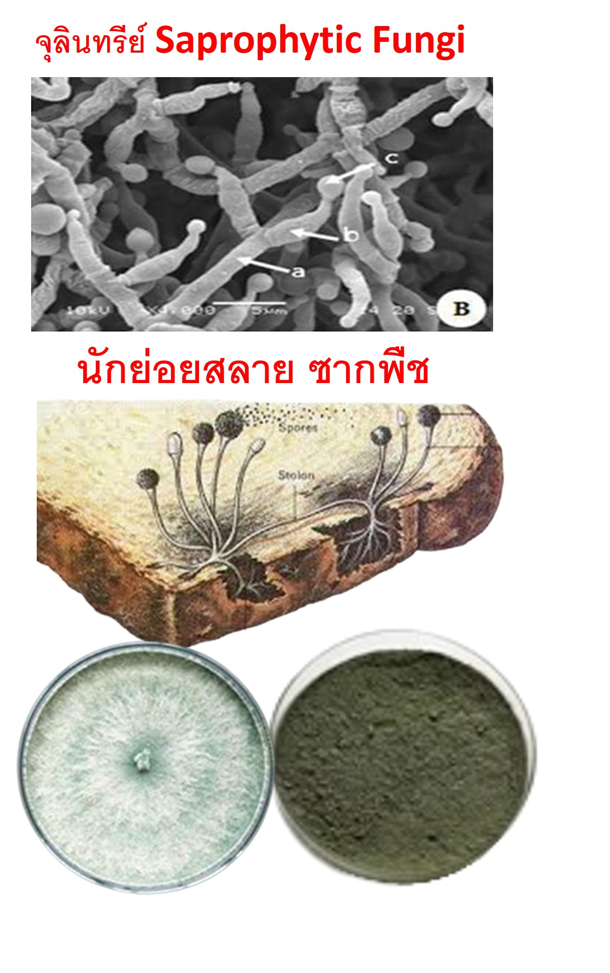 ซาโปรไฟต์[Saprophyte 500g.]จุลินทรีย์นักย่อยสลายซากพืช ต้นกิ่งใบให้เป็นปุ๋ยในพริบตา ย่อยซากพืชหลังเก็บเกี่ยว ตอซัง ฟาง เม็ดข้าวดีดข้าวเด้ง คืนปุ๋ย C NPK TE สู่ดิน ยับยั้งเชื้อโรคอันตรายปกป้องพืชปลอดภัย ปรับโครงสร้างดินดีขึ้น รากเเข็งเเรง ลดมลภาวะทางอากาศP
