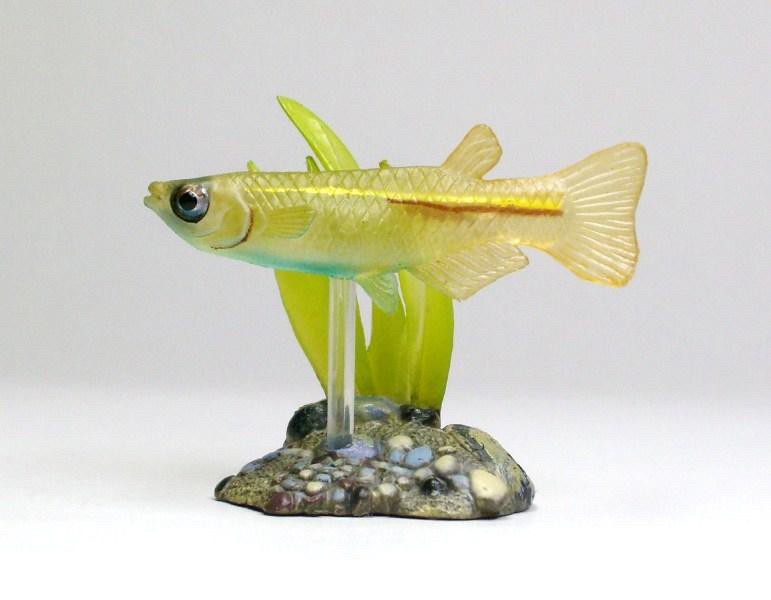 กาชาปอง Freshwater Fish Collection vol. 1 Gashapon (Set of 13) by Yujin