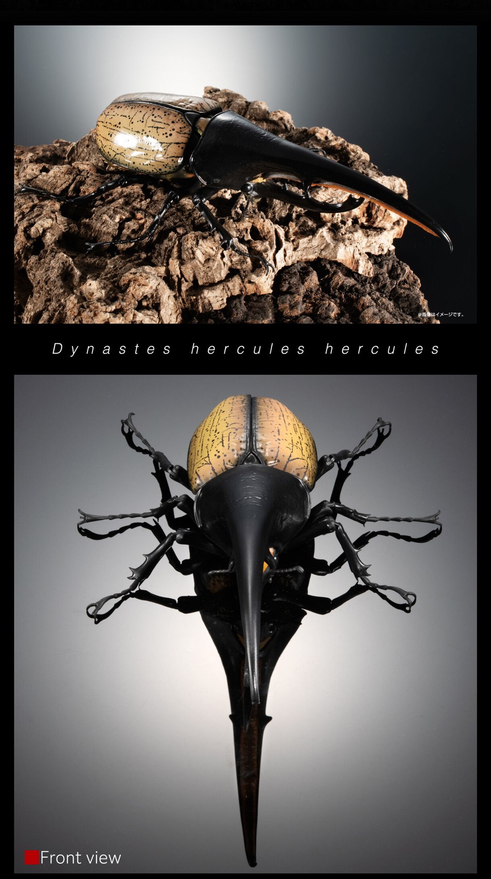 PRE-ORDER : Ikimono Encyclopedia Premium Hercules Beetle (Dynastes hercules)