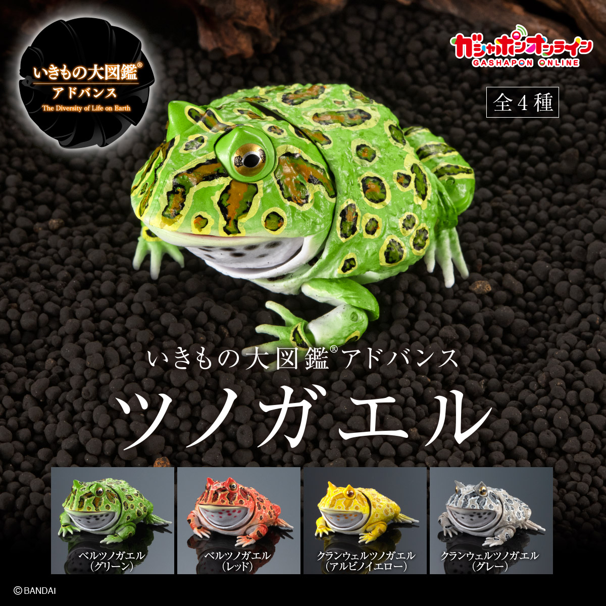$ Ikimono Encyclopedia Advance Horned Frog 01