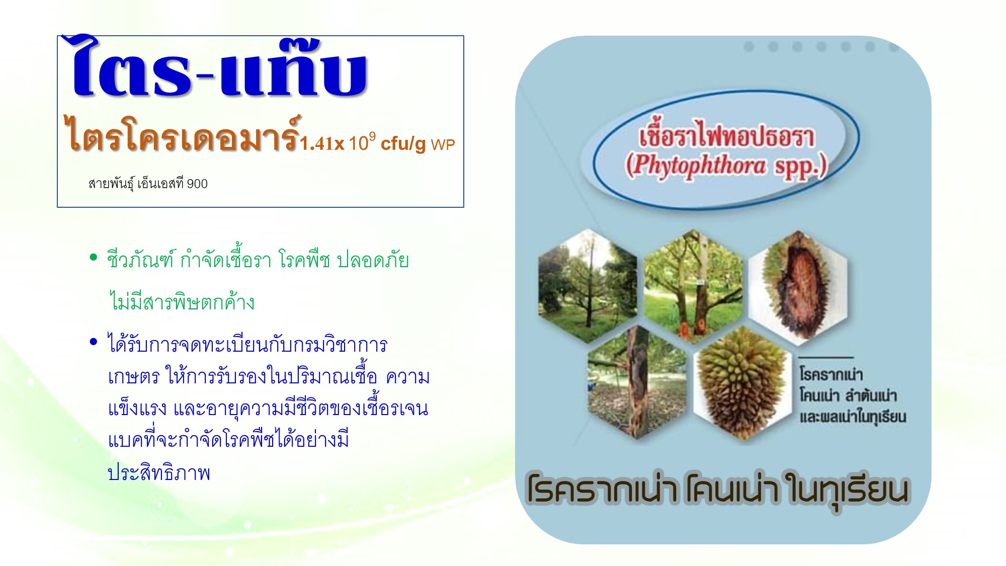 ไตร-แท๊บ[TRI-TAB, 200g]: ชีวภัณฑ์เชื้อราที่กินเชื้อราสาเหตุโรคพืชทุกชนิด ทุเรียนปลอดภัยจากโรครากเน่าโคนเน่า ที่ปลูกใหม่รอดตาย 100% หยุดโรคกาบใบเเห้งในข้าว ใช้ง่ายปลอดภัย ขยายเชื้อ10เท่าประหยัด